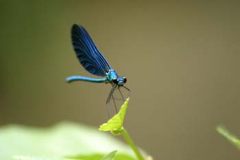 Caballito del diablo azul (Calopteryx virgo)