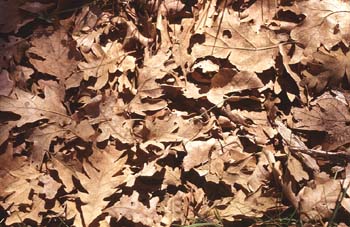 Rebollo / melojo - Suelo (Quercus pyrenaica)