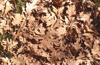 Rebollo / melojo - Suelo (Quercus pyrenaica)