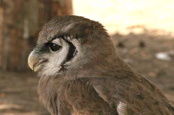 Búho de Verreaux o Búho lechoso (Bubo lacteus)
