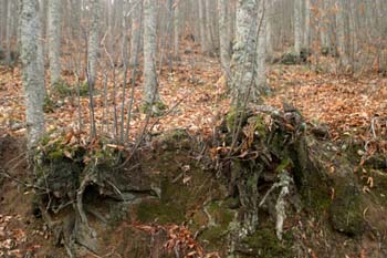 Castaño - Raíz (Castanea sativa)