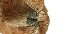 Dicranurus monstruosus (Trilobites) Devónico