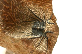 Dicranurus monstruosus (Trilobites) Devónico