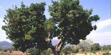 Madroño - Porte (Arbutus unedo)