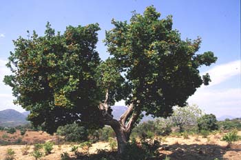 Madroño - Porte (Arbutus unedo)