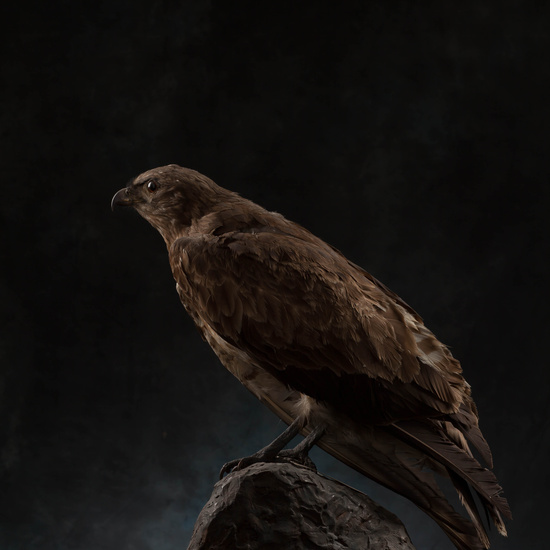 IES_SANISIDRO_MUSEO_Aves_186