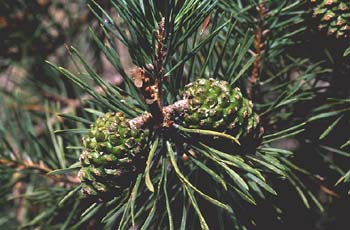 Pino silvestre - Piñas (Pinus sylvestris)