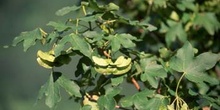 Arce campestre - Fruto (Acer campestris)
