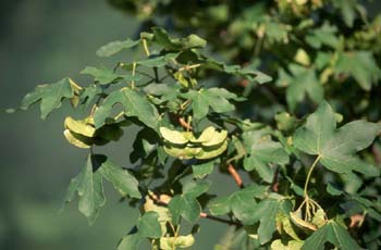 Arce campestre - Fruto (Acer campestris)