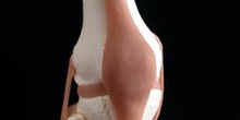 Articulación de la rodilla