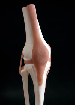 Articulación de la rodilla