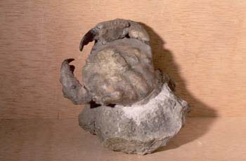 Cangrejo (Crustáceos) Paleoceno