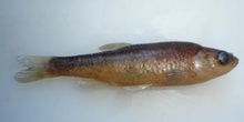 Ciprínido (Chondrostoma sp.)