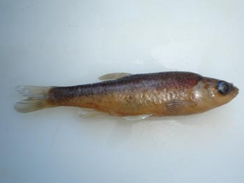 Ciprínido (Chondrostoma sp.)