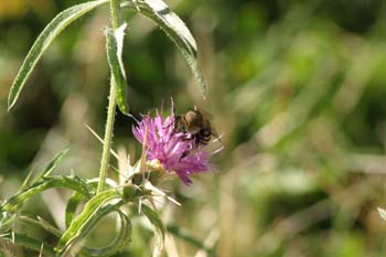 Abeja (Colletes succintus)