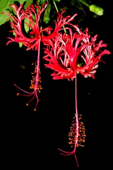 Flor tropical, Isla Fitzroy, Australia