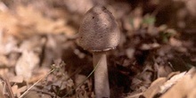 Parasol (Macrolepiota procera)