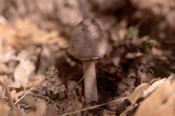 Parasol (Macrolepiota procera)