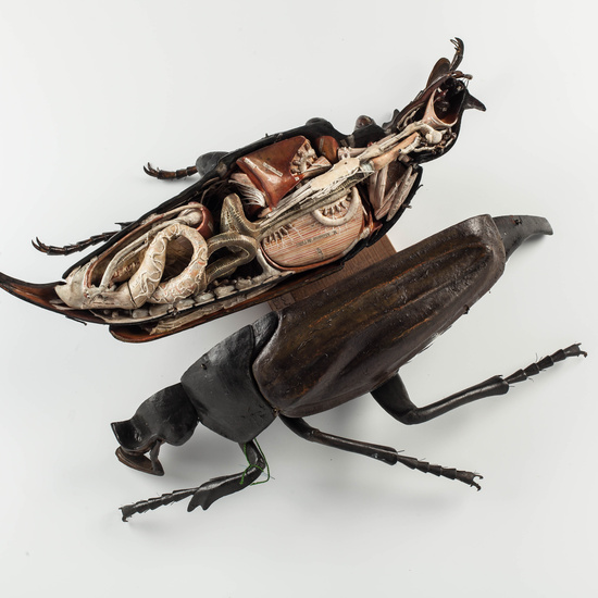 IES_CARDENALCISNEROS_ZOOLOGIA_II_MODELOS_015