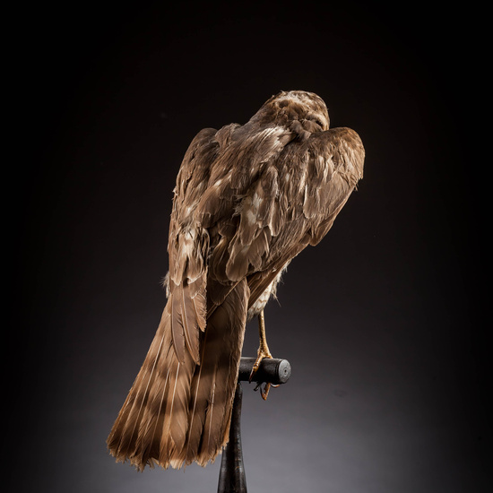 IES_SANISIDRO_MUSEO_Aves_087