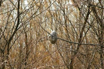 Pájaro moscón - Nido (Remiz pendulinus)