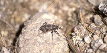 Gorgojo (Cleonus piger)