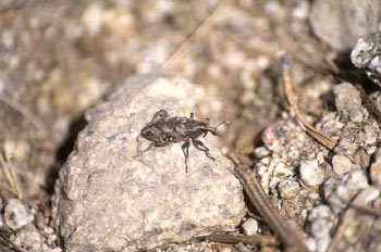 Gorgojo (Cleonus piger)