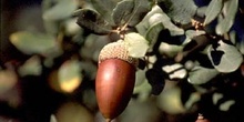Encina - Bellota (Quercus ilex)