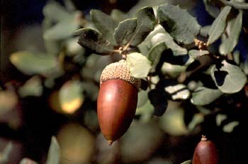 Encina - Bellota (Quercus ilex)