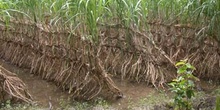 Plantación de caña de azúcar