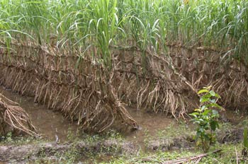 Plantación de caña de azúcar