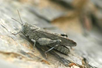 Saltamontes de alas azules (Sphingonotus caerulans)