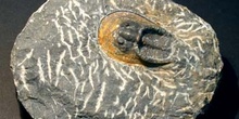 Harpes sp. (Trilobites) Devónico