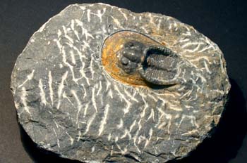 Harpes sp. (Trilobites) Devónico