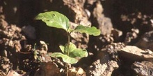 Haya - Planta jóven (Fagus silvatica)