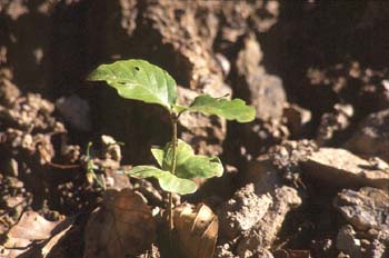 Haya - Planta jóven (Fagus silvatica)