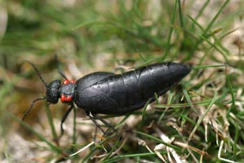 Aceitera (Meloë corallifer)