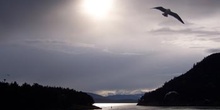 Gaviota, Parque de las Islas del Golfo, Victoria