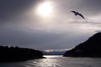 Gaviota, Parque de las Islas del Golfo, Victoria