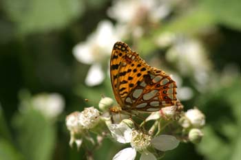 Sofía (Issoria lathonia)