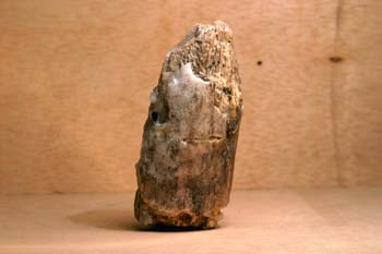 Xilópalo (Madera fósil) Triásico