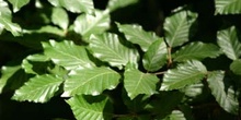 Haya - Hoja (Fagus silvatica)