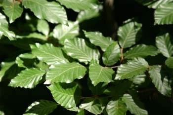 Haya - Hoja (Fagus silvatica)
