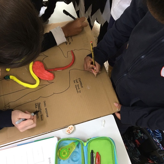 Learning by doing 6th Grade, Body Systems. 3