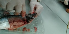Diseccionando un pescado 2