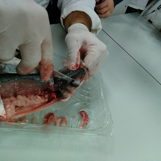 Diseccionando un pescado 2