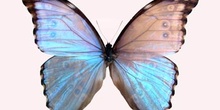 Morpho godarti (Perú)