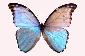 Morpho godarti (Perú)