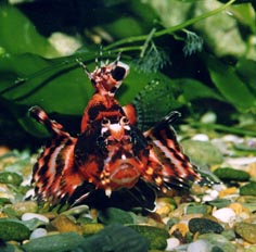 Pez escorpion (Dendrochirus ocellatus)