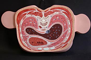 Sección inferior  tercio torso